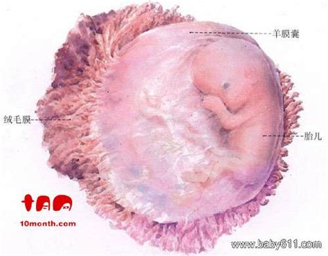 【三个多月胎儿发育情况】【图】三个多月胎儿发育情况介绍 怀孕几个发育阶段准妈妈知多少(3)_伊秀亲子|yxlady.com