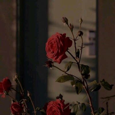 非主流红玫瑰头像