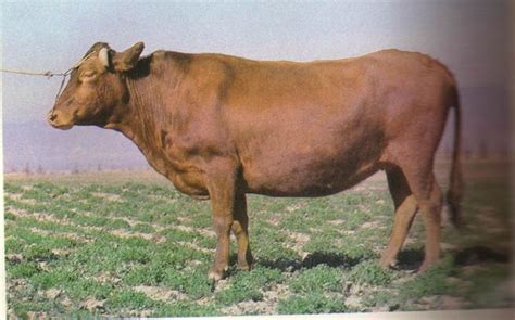 历时43年，拥有完全自主知识产权的肉牛新品种“华西牛”来了！_澎湃号·媒体_澎湃新闻-The Paper