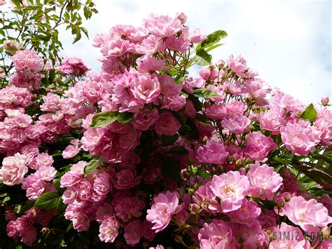 蔷薇花园图片
