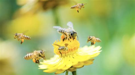 蜜蜂科，附详细介绍 - 农敢网
