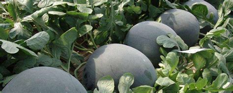 无籽西瓜是怎么培育出来的-农百科