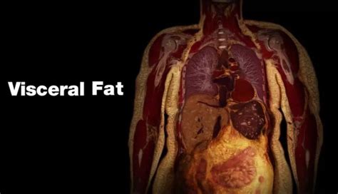 内脏脂肪超高严重，如何短期内减掉内脏脂肪并提高基础代谢率？ - 知乎