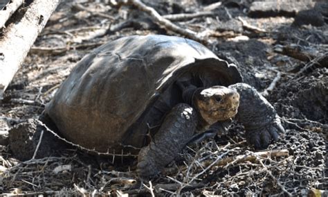 灭绝百年的巨龟重现，科学家：对加拉帕戈斯群岛意义巨大_费尔南迪纳_费尔南达_研究