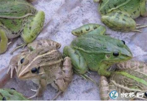 武汉菜场商户明目张胆卖野生青蛙，贩卖养殖青蛙犯法吗？ - 知乎