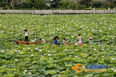 走进绿色宜居新城、“中国荷花名镇”——桥头_东莞阳光网