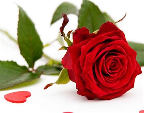 一朵玫瑰花代表什么意思（玫瑰爱情花语） - 富强农百科