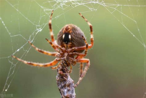 世界上最大的蜘蛛排名 食鸟蛛最大甚至可以吃鸟(30.48cm)_探秘志
