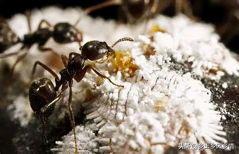 蚂蚁怎么养 怎么养蚂蚁_知秀网