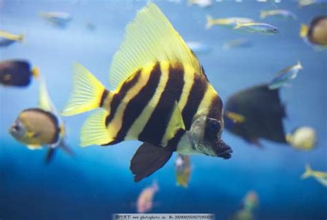 世界十大最漂亮的热带鱼 个个颜值爆表，有你喜欢的吗_搜狗指南