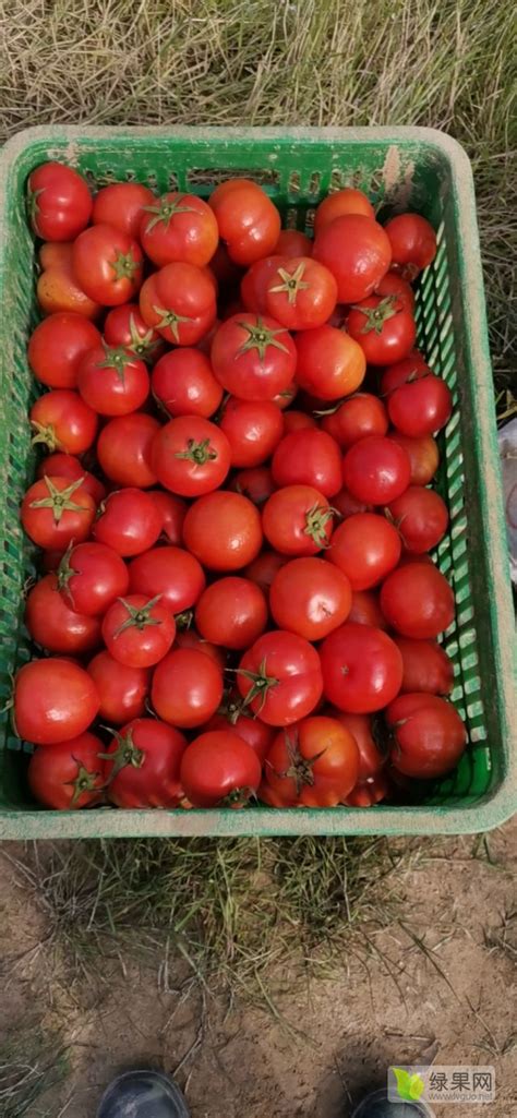 江西抚州乐安县滞销100多万斤，给钱就卖_西红柿价格行情_蔬菜商情网