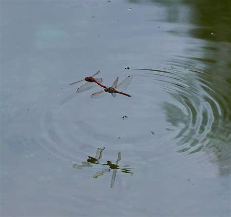 【点水蜻蜓款款飞摄影图片】塔什干生态摄影_太平洋电脑网摄影部落