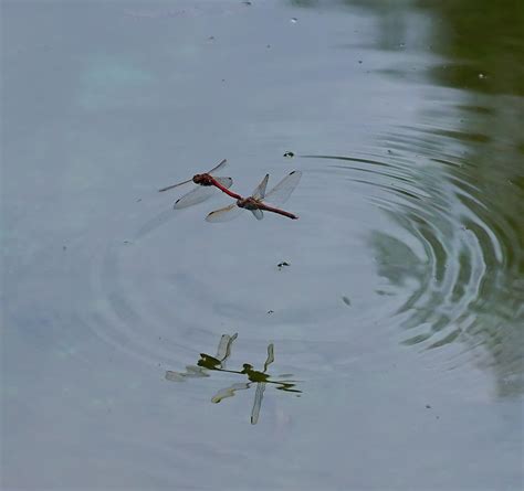 蜻蜓点水图片
