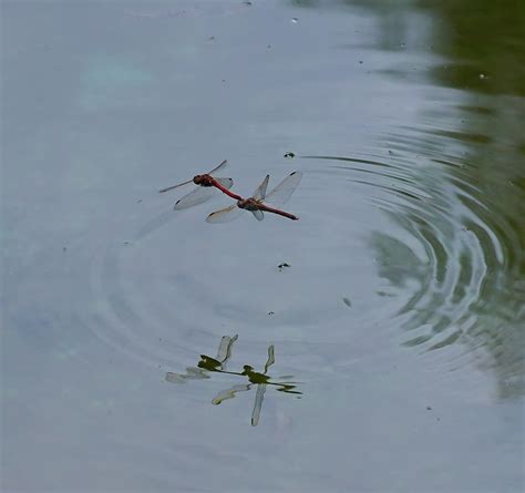 蜻蜓点水 - 搜狗百科