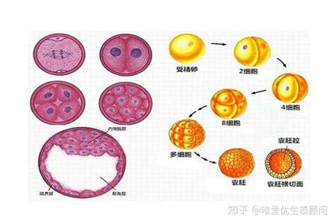 做试管婴儿移植囊胚成功率高吗？生殖医生写给试管助孕患者的话|试管婴儿|囊胚|生殖|移植|胚胎|培养|-健康界