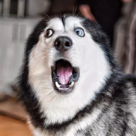 狗头二哈图片