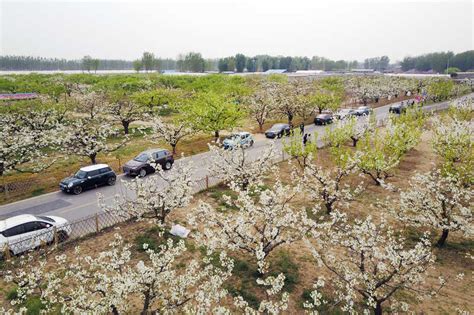 北京市大兴区庞各庄镇镇区城市设计