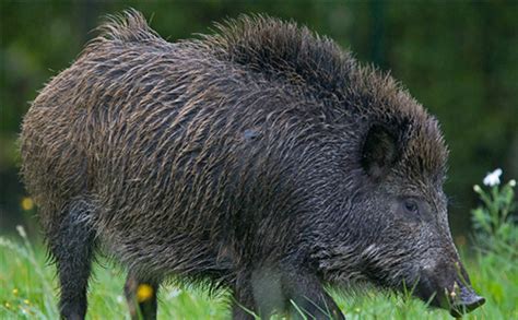 野猪为什么是保护动物 野猪是哪时候被列入保护动物的_法库传媒网