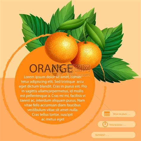 带有新鲜橙子插图的信息图表设计插画图片下载-正版图片402289783-摄图网