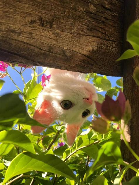 猫咪咪图片