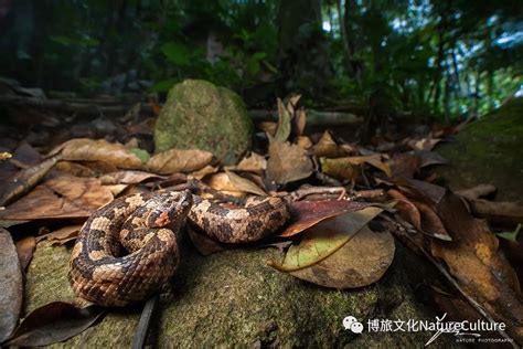 热带雨林的蛇,巨蟒,三亚(第2页)_大山谷图库
