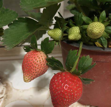 花盆养草莓用什么肥料