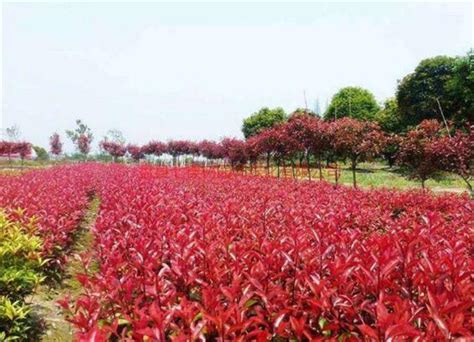 红叶石楠树苗价格3-5公分-藤本月季网