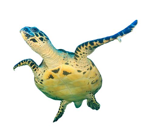 海龟（海龟科、棱皮龟科动物） - 搜狗百科