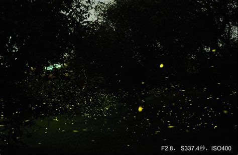 看数万只萤火虫发光 去泰顺大溪源蝴蝶谷过28℃的夏天 - 永嘉网