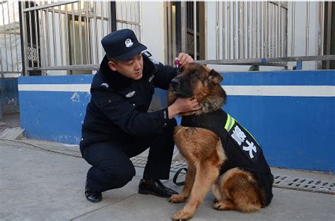 警犬出动 铁警备战春运 - -内蒙古新闻网