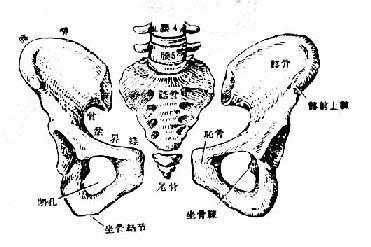 图2-48 骨盆环和骶髂关节(上面观)-外科学-医学