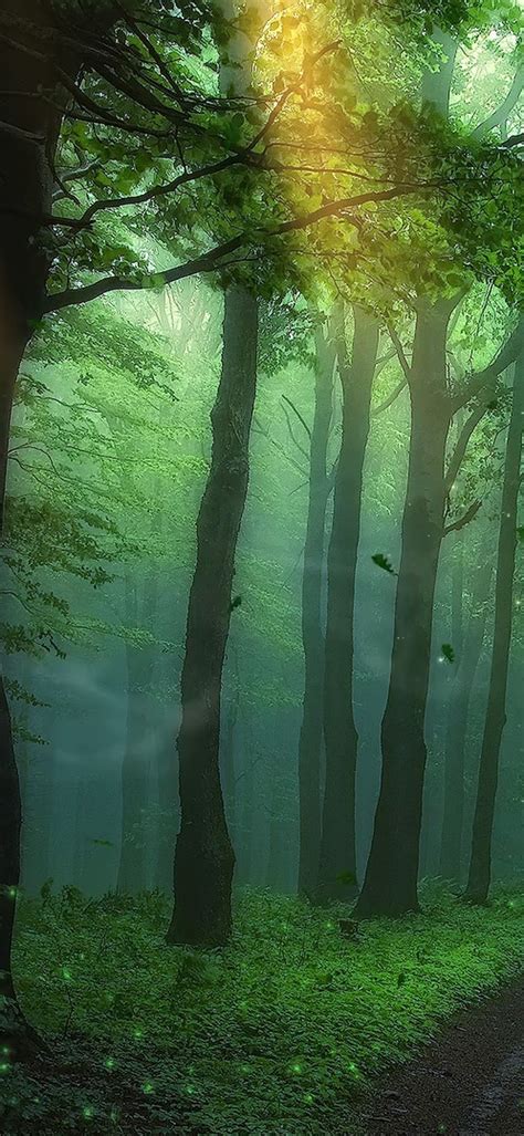 迷雾森林中的小路(风景手机动态壁纸) - 风景手机壁纸下载 - 元气壁纸