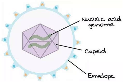 【病毒学基础】冠状病毒(CoV)在宿主细胞中的复制周期 - 知乎
