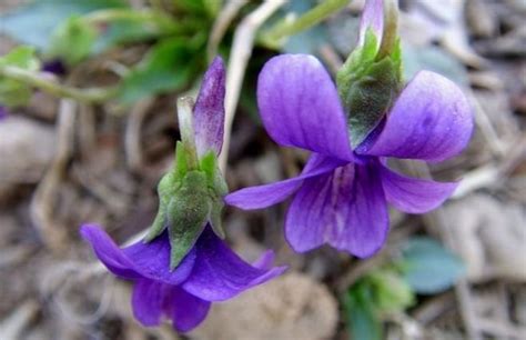 如何种植紫花地丁种子 什么时候能发芽-养花技巧-长景园林网