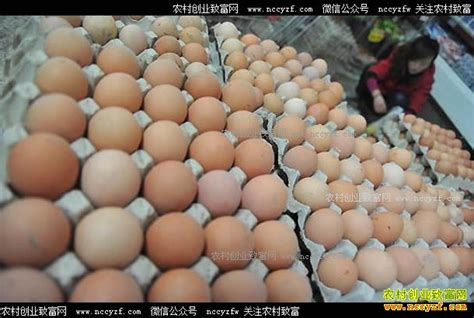鸡蛋多少钱一斤？2017年5月10日最新鸡蛋价格及行情预测_鸡蛋价格_农村创业致富网-农村致富好项目