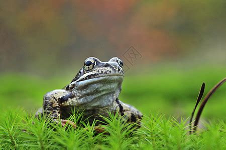 野生动物青蛙高清图片下载-正版图片307847164-摄图网