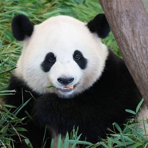 大熊猫为什么有第“6”根手指？ - 努力学习网