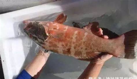 日本核灾后现畸形动物：野猪重达400斤 - 天下 - 新湖南