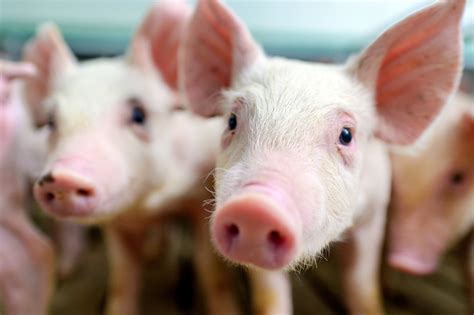 正邦科技断料导致“猪吃猪” 养3000头饿死500头凤凰网江西_凤凰网