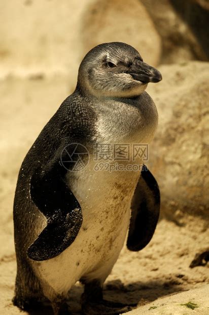 被圈养的仙企鹅照片高清图片下载-正版图片507121919-摄图网