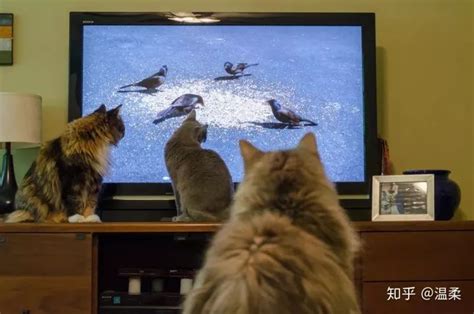 你家的猫主子能看懂电视吗？__凤凰网