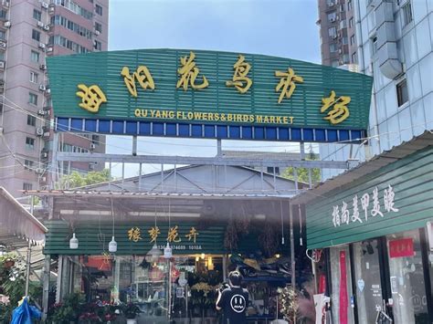 从城市中心“撤离”后，花鸟市场出路何在？——上海热线HOT频道