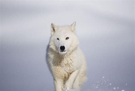狼 野生动物 狼 白狼 萌宠动物壁纸(动物静态壁纸) - 静态壁纸下载 - 元气壁纸