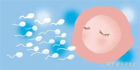 试管婴儿期间为什么要进行卵泡检测？它的作用大着呢 - 知乎
