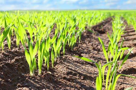 生长在土壤中的年轻小麦幼苗高清图片下载-正版图片503235714-摄图网