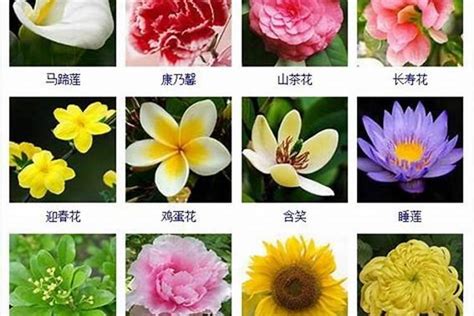 中国名贵花卉名称大全,_大山谷图库