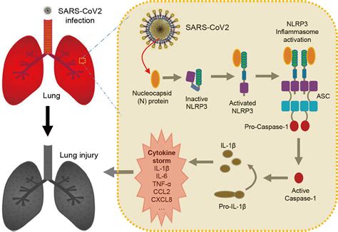 NLRP3炎症小体激活促进肝星状细胞活化的机制