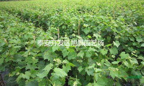 博罗金桦葡萄园采摘指南 广东省内最大的葡萄生产基地- 深圳本地宝