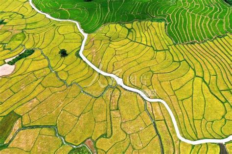 来宾高温造成水稻受旱-广西高清图片-中国天气网