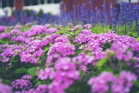 美丽的五颜六色的花儿在花盆里野花束Folkaflora概念花盆里的五彩缤纷的野花高清图片下载-正版图片307188625-摄图网